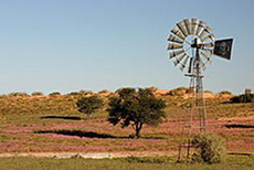 Kalahari im Blütenmeer