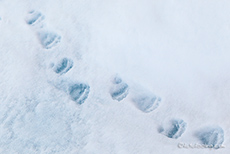 Eisbärenspur im Schnee