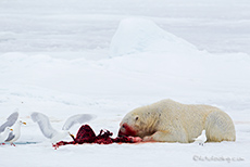 Eisbär mit erbeuteter Robbe, Spitzbergen
