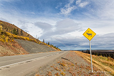 Vorsicht Rentier, Alaska Highway, Alaska