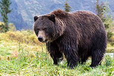 Braunbär im Alaska Wildlife Conservation Center, Alaska