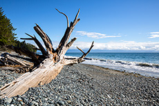 am French Beach, Vancouver Island