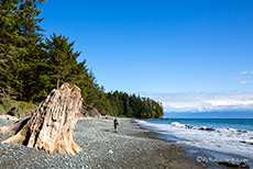 abgestorbener Baum am French Beach, Vancouver Island