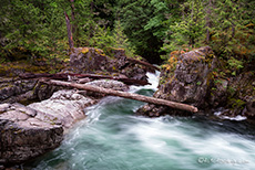 Wildwasser und Treibholz im Little Qualicum Falls Provincial Park, Vancouver Island