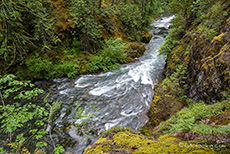 der Fluss rauscht durch die Schlucht, Little Qualicum Falls Provincial Park, Vancouver Island