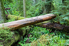 naturbelassener Wald im MacMillan Provincial Park, Vancouver Island