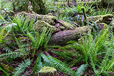 überall abgestorbene Bäume und Farne, MacMillan Provincial Park, Vancouver Island