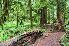 ein zauberhafter Wald, MacMillan Provincial Park, Vancouver Island