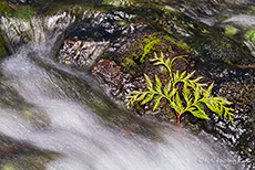 kleiner Farn im Fluss, Elk Falls Provincial Park