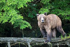 Mama Bär auf einem Baumstamm, Khutzeymateen Grizzly Bear Sanctuary