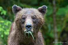 Bärin mit Grasbart, Khutzeymateen Grizzly Bear Sanctuary