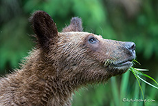 lecker Gras, Khutzeymateen Grizzly Bear Sanctuary