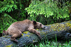 jetzt wird gefaulenzt, Khutzeymateen Grizzly Bear Sanctuary