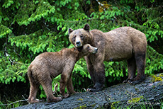 Mama und Jungbär, Khutzeymateen Grizzly Bear Sanctuary