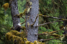 ein Adler hoch im Baum, Khutzeymateen Grizzly Bear Sanctuary