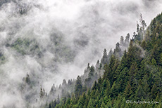 Wolken und Nebel ziehen durch den Regenwald