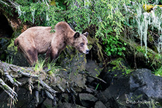 jetzt wird geklettert, Khutzeymateen Grizzly Bear Sanctuary
