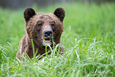 und schaut genau was wir so machen, Khutzeymateen Grizzly Bear Sanctuary