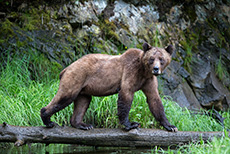 wir sind wieder bei den Bären, Khutzeymateen Grizzly Bear Sanctuary