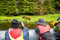 per Zodiac kommen wir näher zu den Grizzlys, Khutzeymateen Grizzly Bear Sanctuary