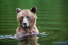 Badevergnügen, Khutzeymateen Grizzly Bear Sanctuary