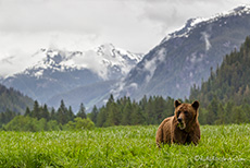 hohe Berge und grünes saftiges Gras im Khutzeymateen Grizzly Bear Sanctuary