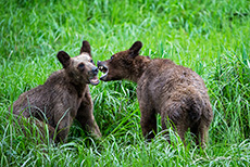 hier wird gerauft, Khutzeymateen Grizzly Bear Sanctuary