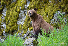 ein letzter Blick und schon waren die Bären weg, Khutzeymateen Grizzly Bear Sanctuary