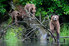 die jungen Grizzlys folgen der Mutter, Khutzeymateen Grizzly Bear Sanctuary