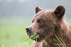 da stört auch der Regen nicht, Khutzeymateen Grizzly Bear Sanctuary