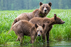 Mama Grizzly und die Kleinen, Khutzeymateen Grizzly Bear Sanctuary