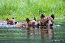 es geht zurück ans Ufer, Khutzeymateen Grizzly Bear Sanctuary