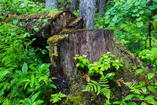 unberührter Wald, Wells Gray Provincial Park, British Columbia, Kanada