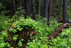 Waldbewuchs, Wells Gray Provincial Park, British Columbia, Kanada