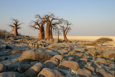 Baobabs auf Kubu