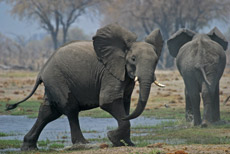 Elefanten auf der Flucht