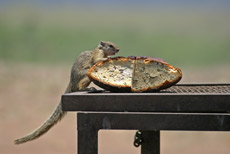 Buschhörnchen beim Brotklauen