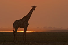 Giraffe am Chobe