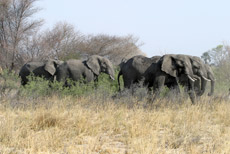 Elefantenherde im Mahango Park