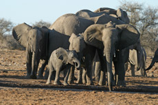 Elefantenherde am Wasserloch Tsumcor
