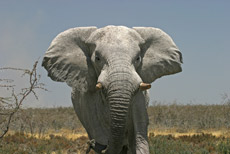 angriffslustiger Elefant