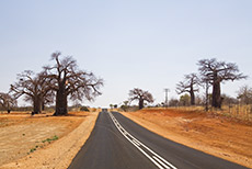 auf dem Weg nach Mapungubwe