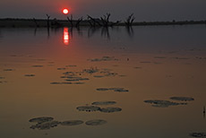 Sonnenuntergang auf dem Chobe