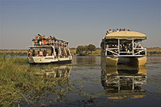 Rushhour auf dem Chobe