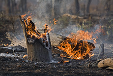 Waldbrand am Khwai