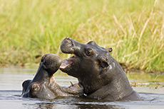 Hippos beim Spielen