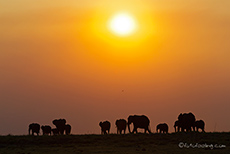 Elefanten im Gegenlicht