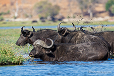 Büffel durchqueren den Chobe River