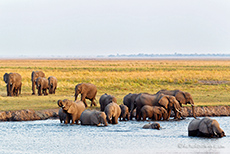 eine Elefantenfamilie durchquert den Fluss