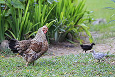Huhn mit Kücken im tropischen Garten